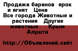 Продажа баранов, ярок и ягнят › Цена ­ 3 500 - Все города Животные и растения » Другие животные   . Крым,Алушта